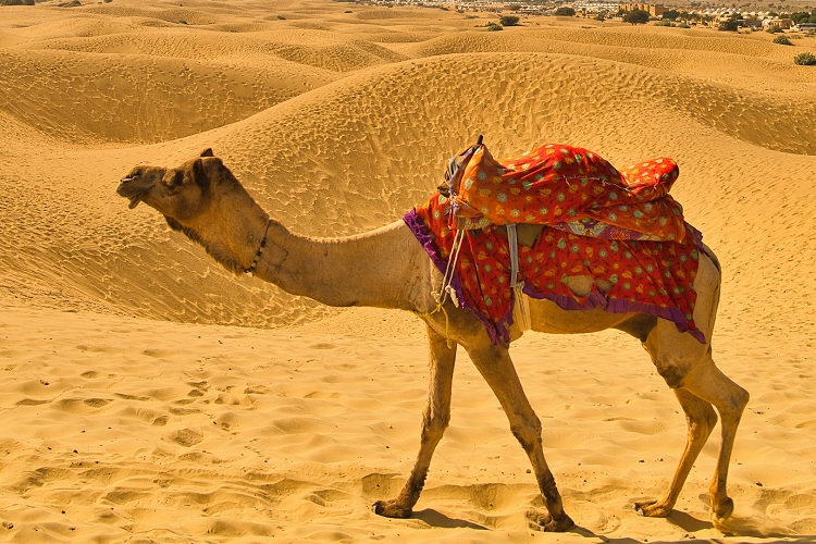 1 camel at jaisalmer